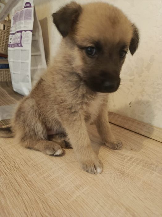 Отдам даром. Прекрасный щенок.