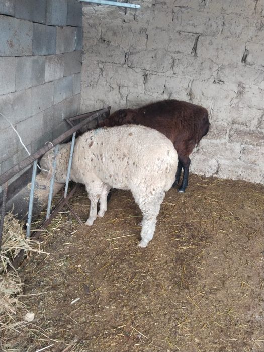 Қой сатамын, қой сатамын