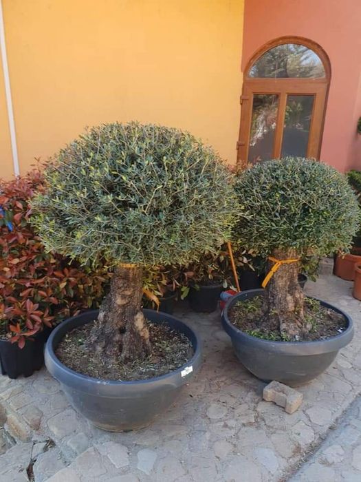 Plante speciale tuia forme