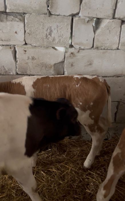 Vand 8 femele și 2 mascul bălțata românească   România  cu vârsta. 2-3 luni  Vițeii sunt înțărcați  sănătoși și fără probleme