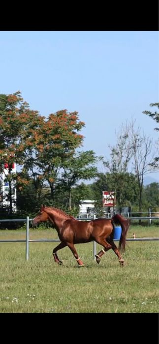 Vand pur sange arab pentru competitie si show