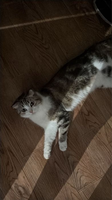 Отдам в хорошие руки