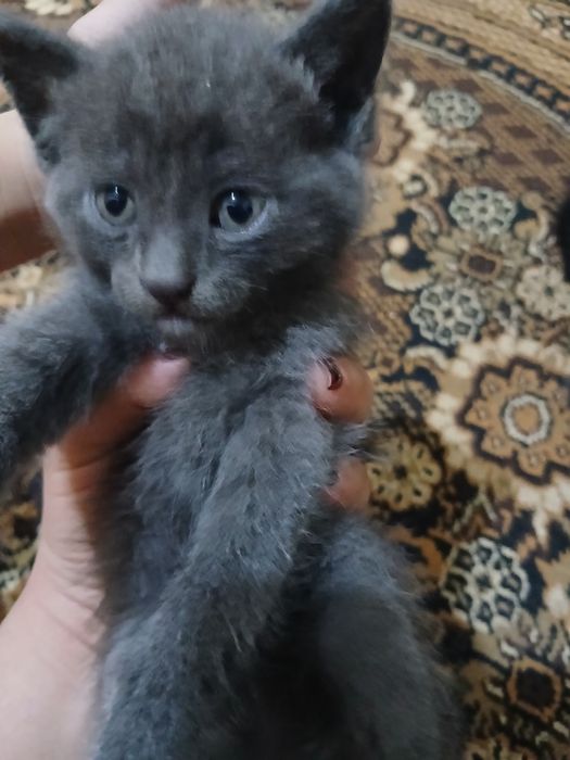 Котята серые 3 черное 2