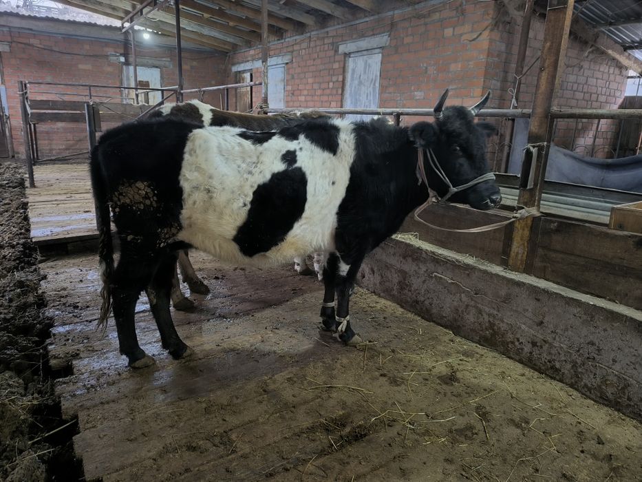 Семіз сиыр сатылады