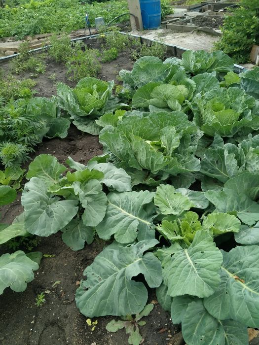 Продам дачу Новопавловка