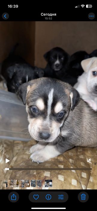 Щенки отдам даром кане корсо