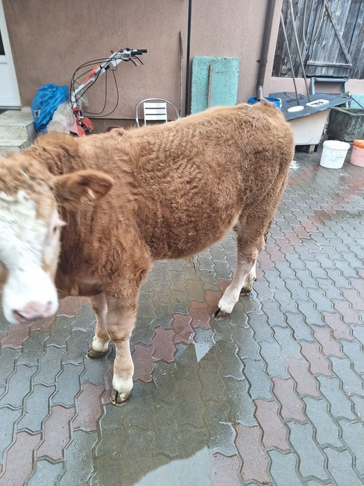 Vând Vitel de 4 luni