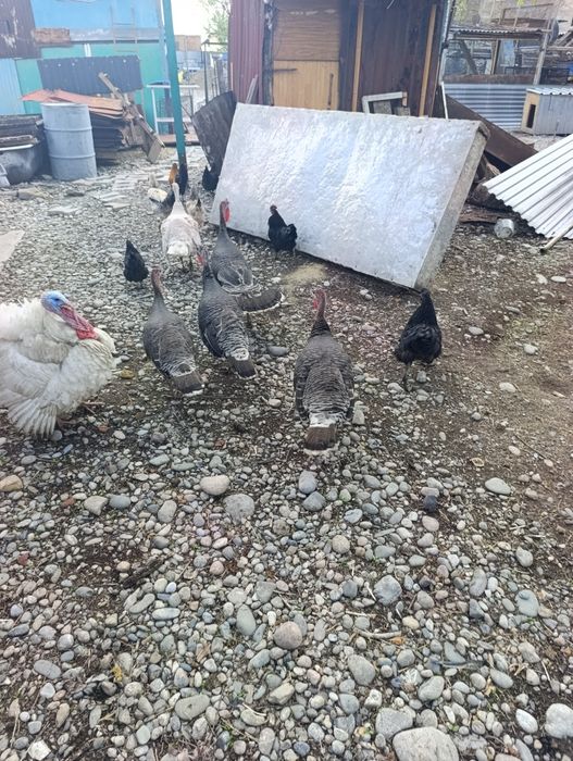 Индюки индюки индюки