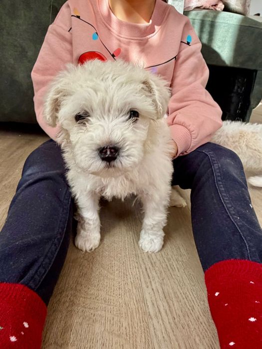 Bichon maltez talie mica