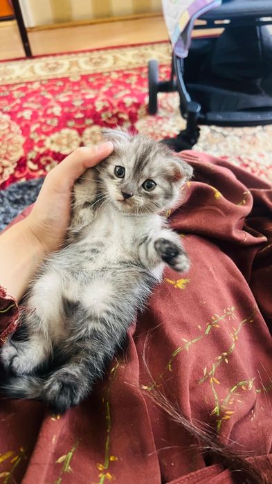 британские вислоухой