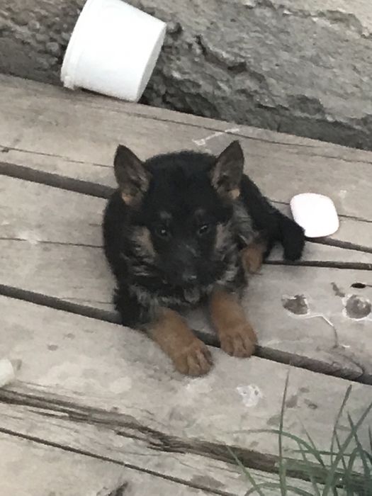 Шенки чистокровные авчарки