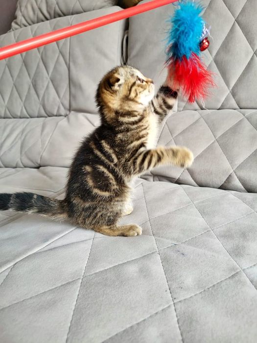 Чудо шотландские котики