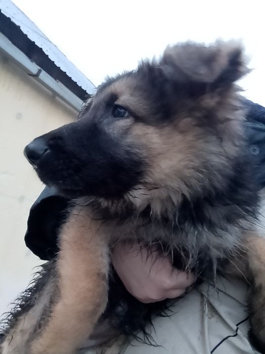 Продаём щенков немецкой овчарки