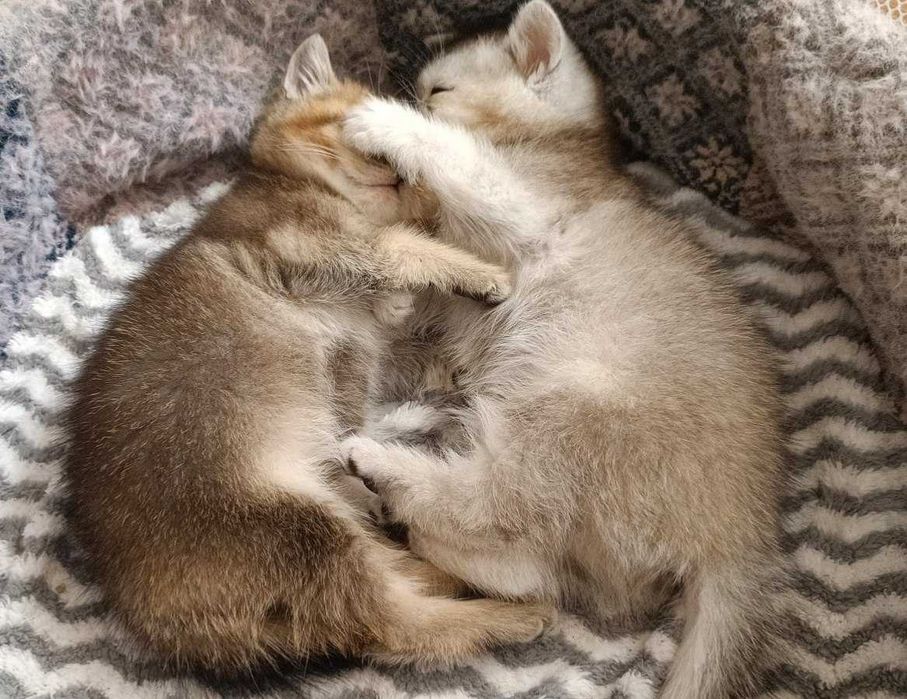 Подаются британские короткошёрстные котята