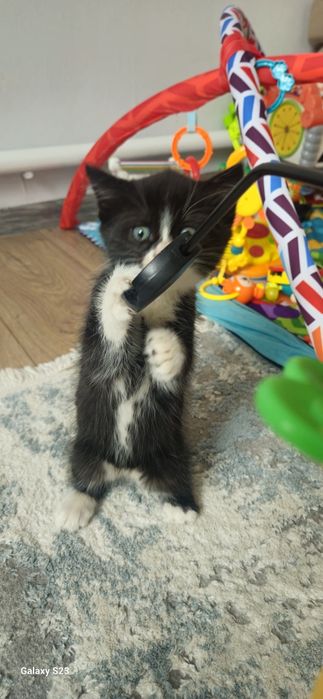 Отдам котят 2 месяца
