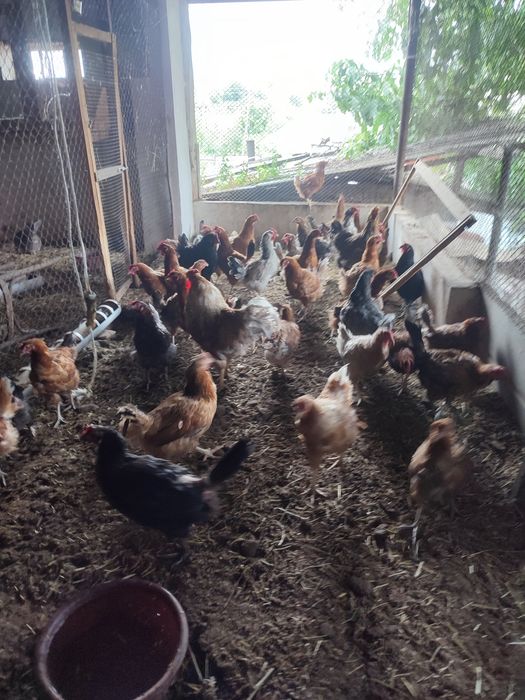 Домашние куры...