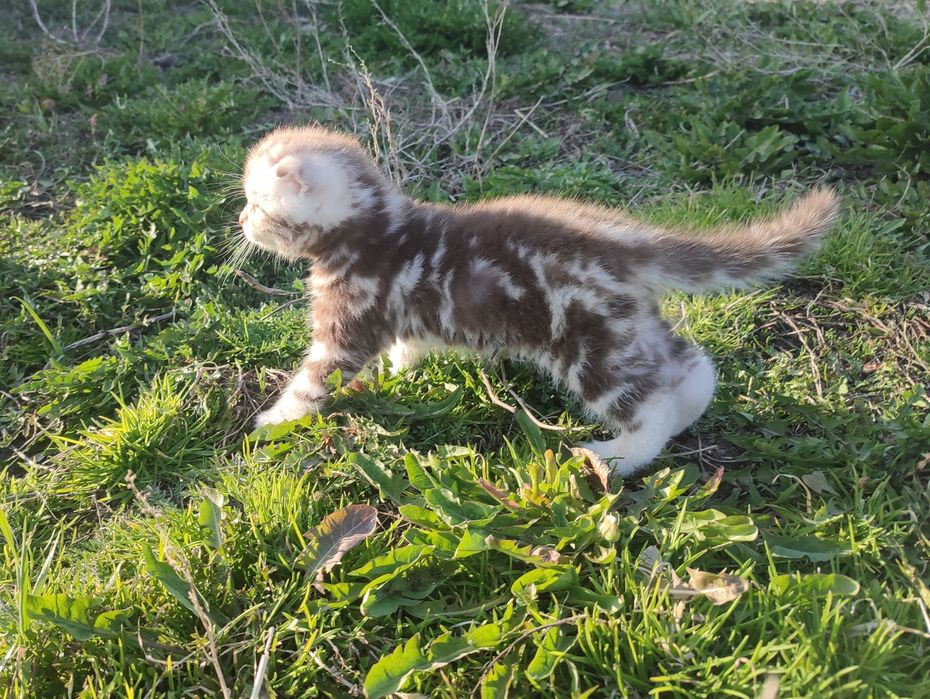 Шатланские котята