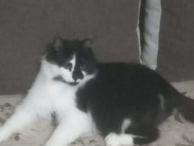 Молодой красавчик, кастрат