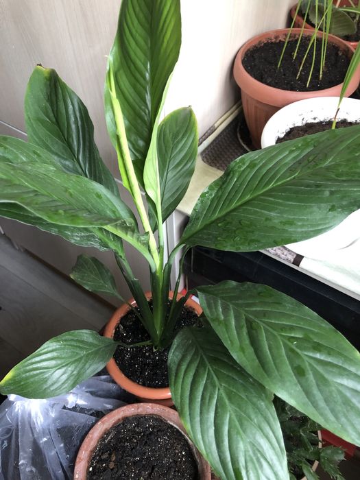 Кактус, «Женское счастье», декабрист