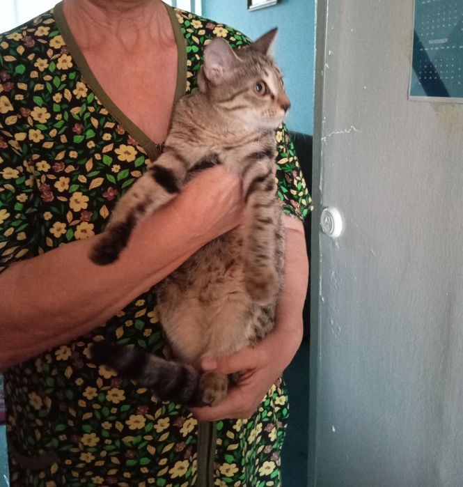 Отдам даром котят