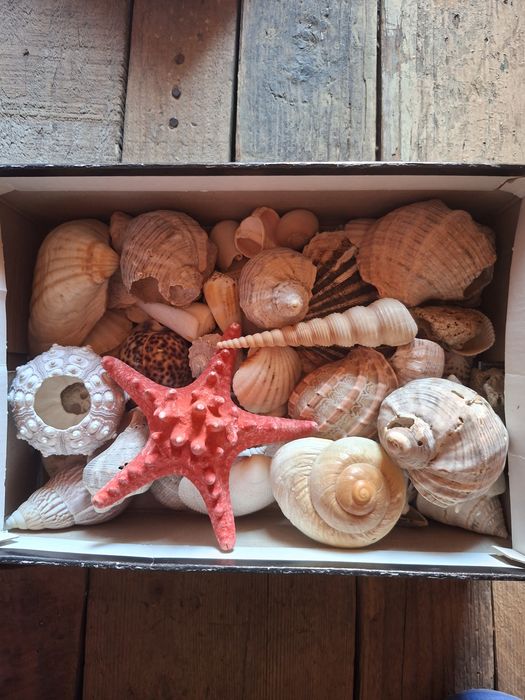 Cochilie de scoici decorative