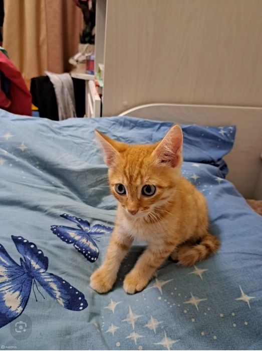 Котята в добрые руки даром