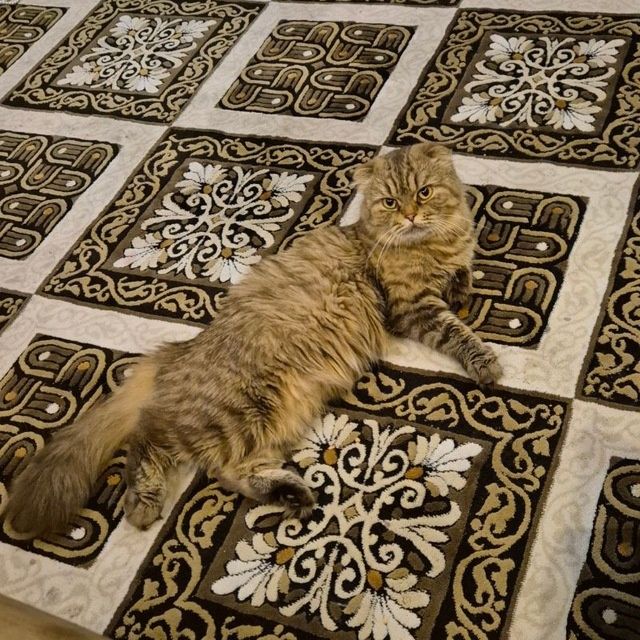 Сотилади арзонга