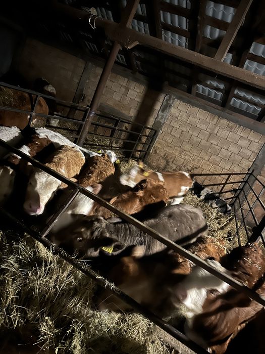 15 taurasi baltati angus si belga