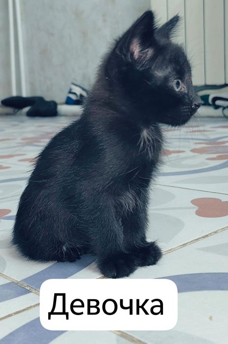 Отдам котят в добрые надежные руки