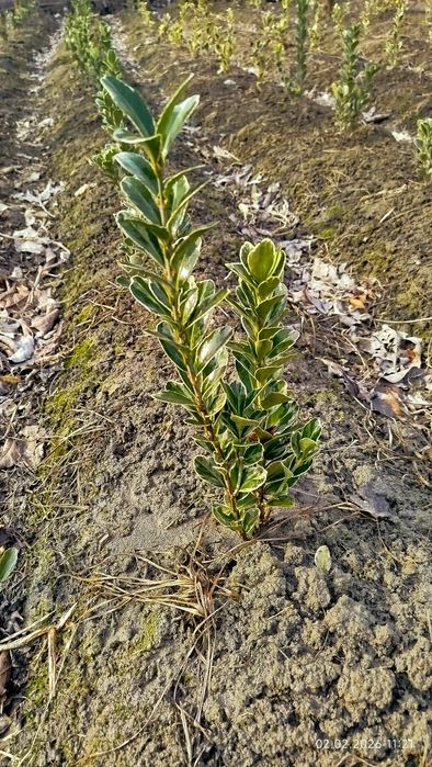 Shamshod bravo eyonomus