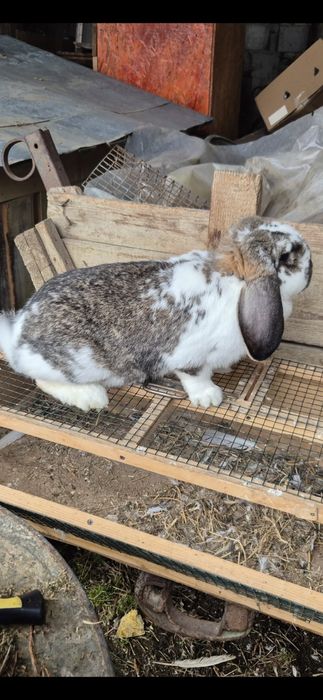 Vând femele berbec german