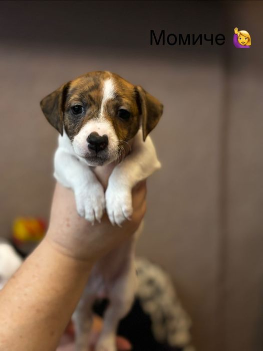 Бебета Джак Ръсел за продажба