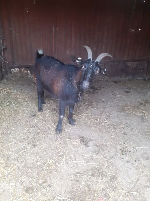 Capre alpin francez metis