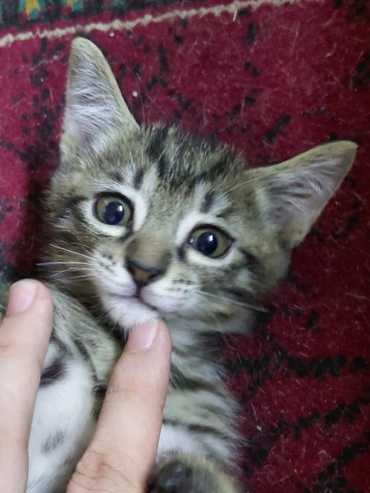 Доставлю и отдам бесплатно котенка
