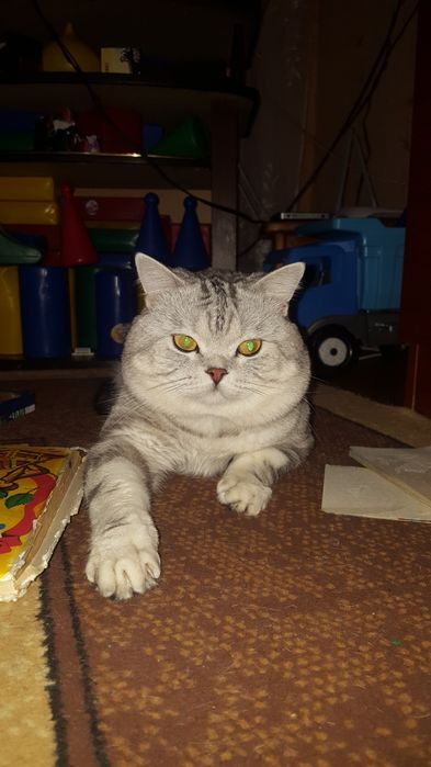 Вязка. Шотландец(Скотиш Страйт)