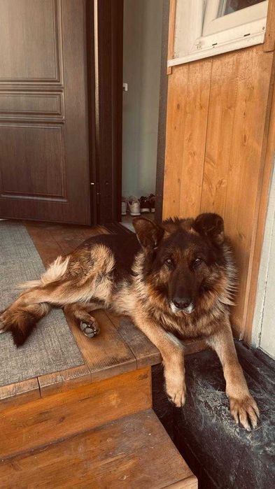 Отдам немецкую овчарку в хорошие руки