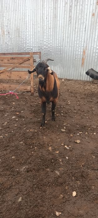 Vând țap alpin francez