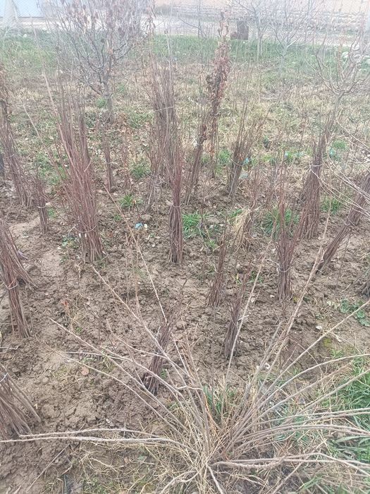 Ko'chat sotaman ishonchli 100 foiz