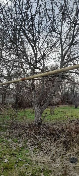 Продам дерево орех, цена за одну машину 2500 тыс сум.