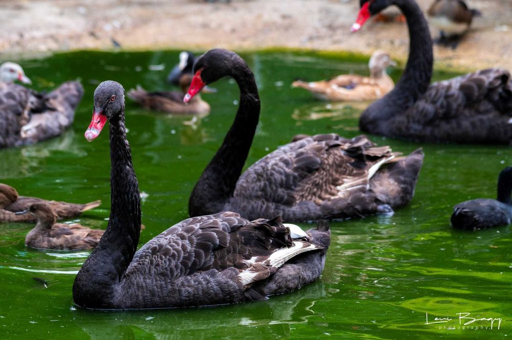 Vând lebede negre