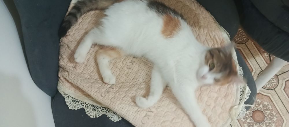 Отдам даром котенка бесплатно