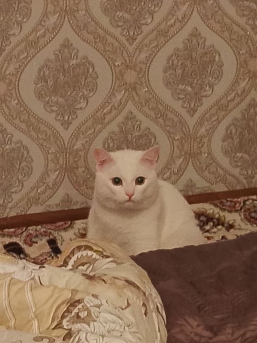 Белый кот ищет хозяина