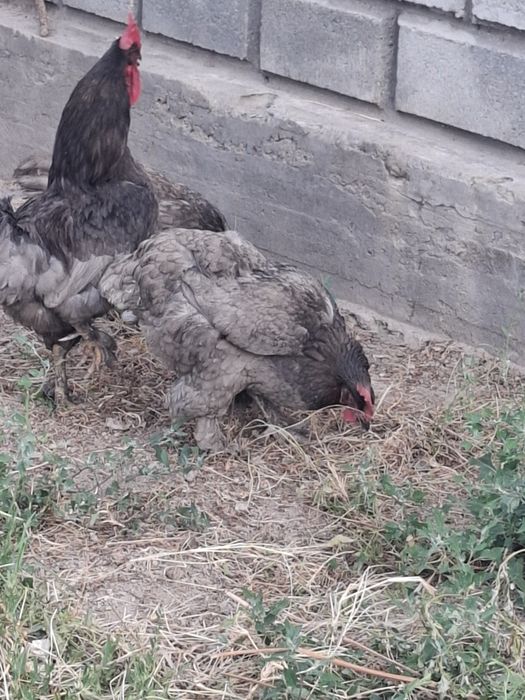 Куры Джерсийский гигант голубой