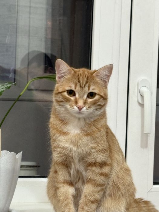 Отдам даром кота 6,7 лет