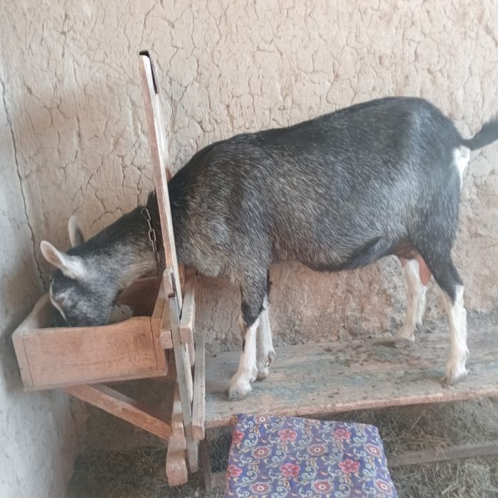 Козлики и козочка