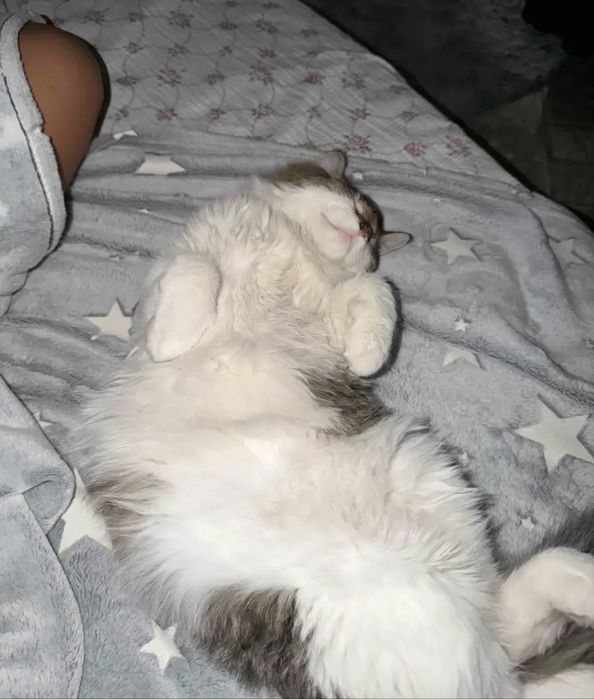 Котенок мальчик.