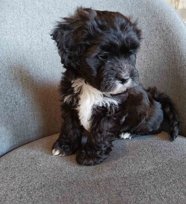 Shih poo/Mini poodle