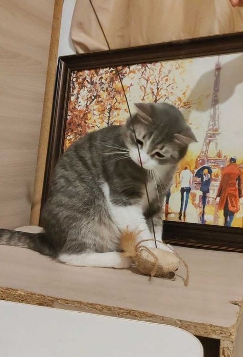 Добрый котик ищет дом