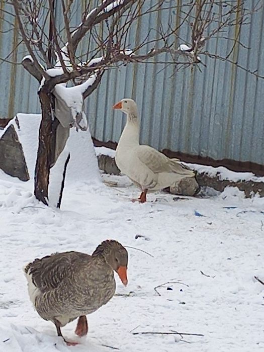 Гусиные яйца, серый