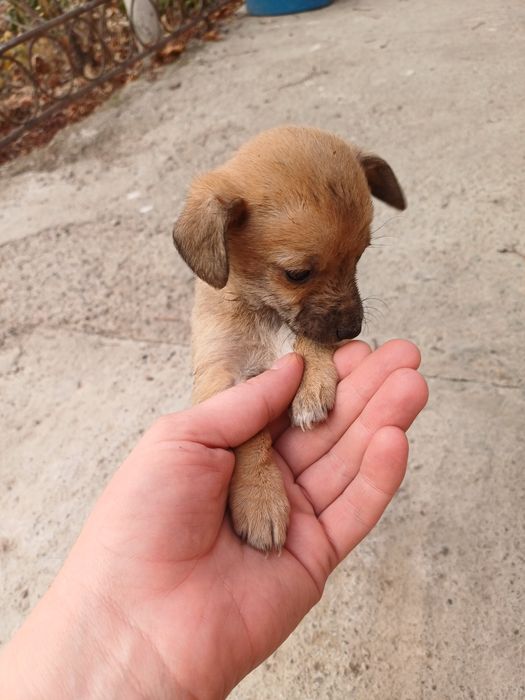 Маленькая красавица пинчер